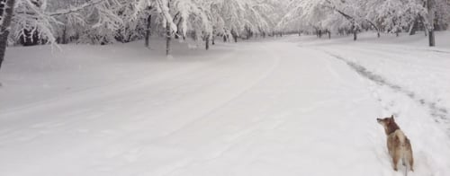犬　柴犬　ブログ　雪景色　散歩　かわいい