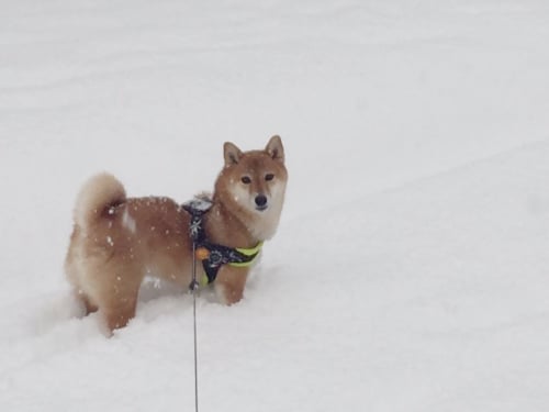 犬　柴犬　ブログ　雪景色　散歩　かわいい