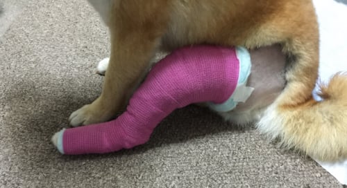 犬　柴犬　ブログ　膝蓋骨脱臼　手術　