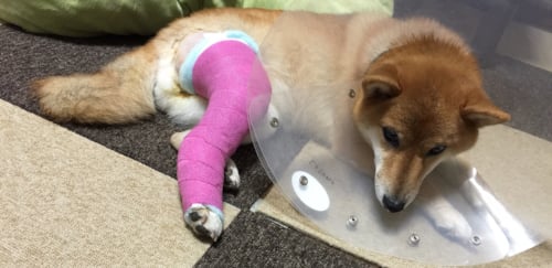 犬　柴犬　ブログ　膝蓋骨脱臼　手術　